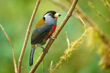 Toucan Barbet - Semnornis ramphastinus bird native to Ecuador and Colombia, Semnornithidae, closely related to the toucans, robust yellow bill, black head with grey throat and nape, red breast belly