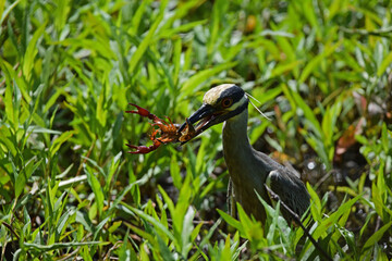 Yellow Crowned Night Heron with crawdad
