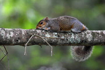 Sleepy squirrel