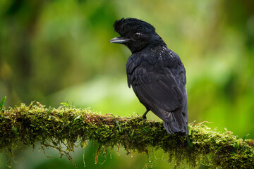 Long-wattled Umbrellabird - Cephalopterus penduliger, Cotingidae, Spanish names include pajaro bolson, pajaro toro, dungali and vaca del monte, rare black bird, resides in humid wet forest