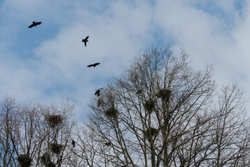 Crows of Corvus frugilegus with nests in trees at a park of Lena, Toten, Norway.