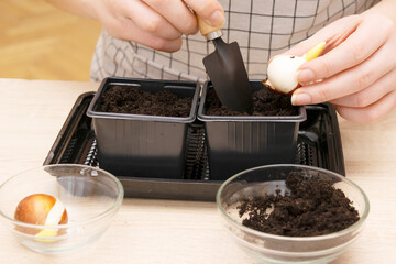 instruction how woman gardening, replants and transplanting flower plant bulbs in a new pot basket