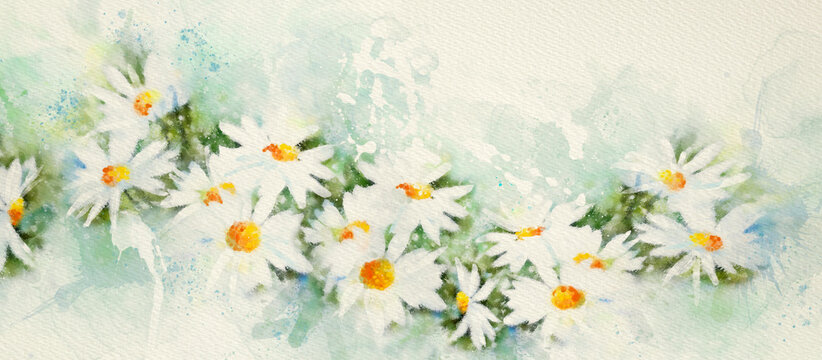 Wild daisies flowers. Watercolor design background
