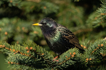 Common starling sitting on a branch