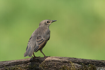 Common starling sitting on a branch