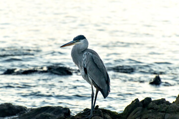 Beautiful Cocoi Heron bird at sunset on the Río de la Plata, Montevideo Uruguay.