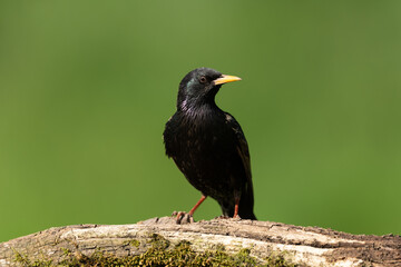 Common starling sitting on a branch
