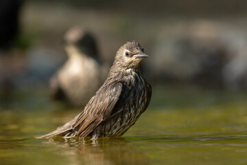 Common starling bathing in a puddle
