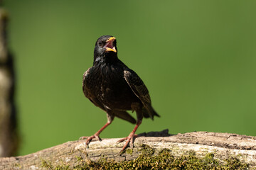 Common starling sitting on a branch
