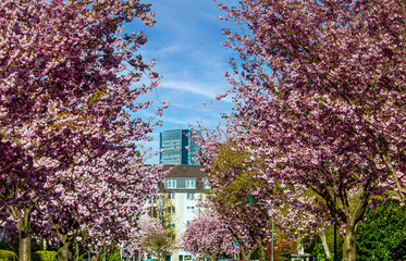 Kirschblüte in der Zietenstrasse in Düsseldorf, Deutschland
