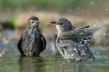 Common starling bathing in a puddle