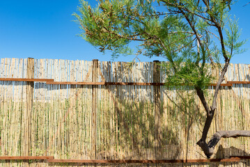 bent tree against the background of a reed fence
