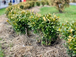 Flower bed with boxwoods. Evergreen ornamental shrub.