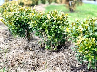Flower bed with boxwoods. Evergreen ornamental shrub.