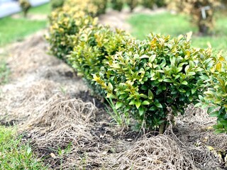 Park with bushes and stones. Landscape design.