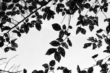 Silueta de hojas de un árbol - obrazy, fototapety, plakaty
