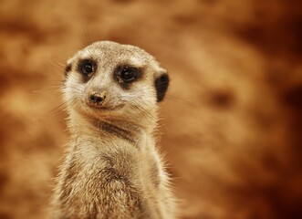Suricata sonriendo