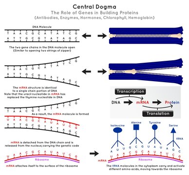 Central Dogma Molecular Biology Infographic Diagram Rule Gene Building Protein DNA Molecule MRNA Genetic Code Surface Ribosome TRNA Transcription Translation Process Omics Science Education Vector