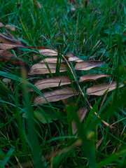 leaf in grass