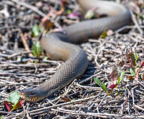 A snake having sun bath