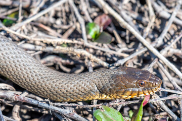 A snake getting heat from the sun in marshland.