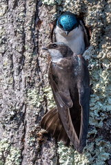 A pair of swallows sitting in front of their nest