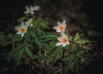 closeup of three flowers of wood anemone with leaves