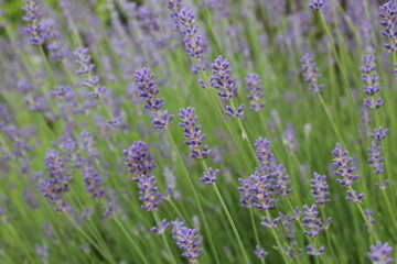 flowers blooming lavender lilac purple color close-up. Growing Medicinal Lavender Plants Lavender Oil