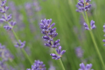 flowers blooming lavender lilac purple color close-up. Growing Medicinal Lavender Plants Lavender Oil