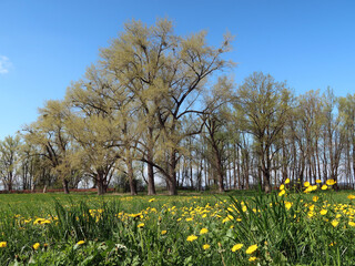 Frühlingswiese mit Löwenzahn - spring meadow with dandelion