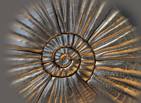 vergoldetes Ammonitengeh&auml;use golden ammonite shell