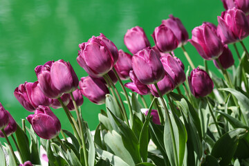 Obraz premium Purple tulips next to the green water pond