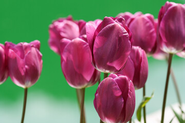 Purple tulips next to the green water pond