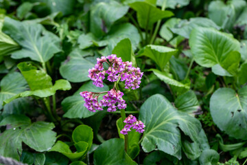 Close-up of badan Bergenia crassifolia blooming in a flower bed in May