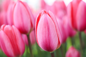 Fototapeta premium pink tulips on white background