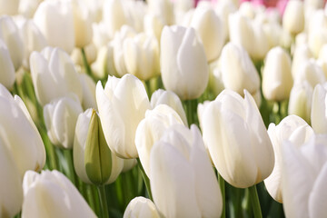 Close up of white tulips