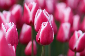 View of the pink striped tulips in the garden , close up