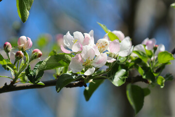 branche de pommier en fleur et bourgeon