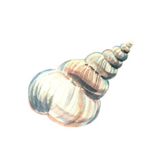 Sea shell. Underwater life object isolated on white background. Hand drawn watercolor illustration. Clip art. Can be used for posters, textile souvenirs, labels, websites, postcards, stickers, flyers