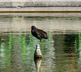 water hen on one foot