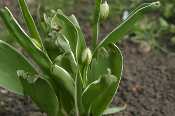 Tulipany tuż przed kwitnieniem