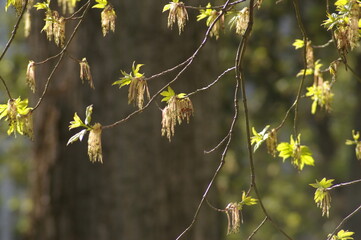 Przyroda budzi się do życia wiosną © Jarek