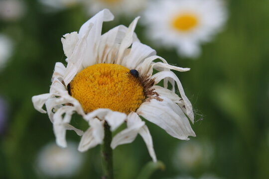 wilted chamomile flower with crawling ant view from above. Collection of medical herbs autumn passing life aging
