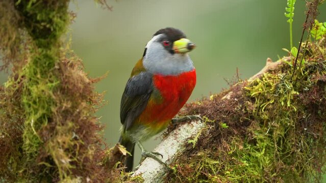 Toucan Barbet - Semnornis Ramphastinus Bird Native To Ecuador And Colombia, Semnornithidae, Closely Related To The Toucans, Robust Yellow Bill, Black Head With Grey Throat And Nape, Red Breast Belly.