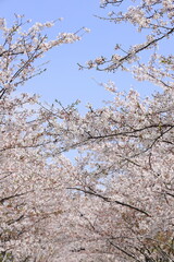 鎌倉 段葛の桜並木 (神奈川 鎌倉)