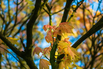 autumn leaves in the sun - obrazy, fototapety, plakaty