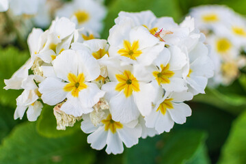 white flowers in the garden