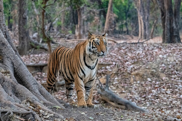 A wild tiger standing in the forest in India.