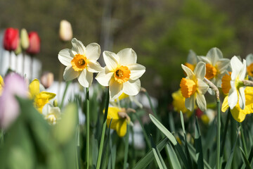 Daffodils in springtime in Germany on a flower meadow