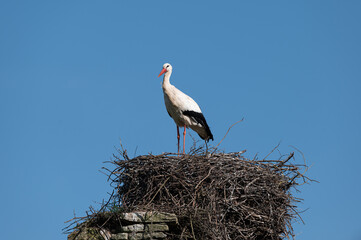 Ciconia ciconia - White stork - Cigogne blanche